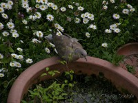 /album/uccelli/tortora-dal-collare-1-jpg/